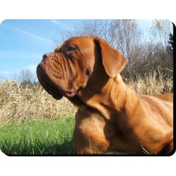 English Toy Spaniel (LIV & WT)  Dog Mousemat   105