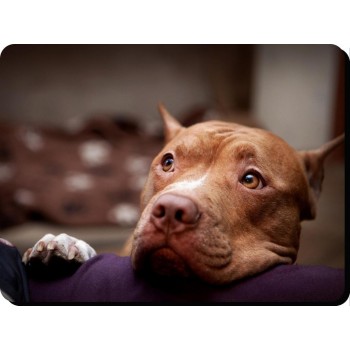 American Staffordshire Bullterrier (standing up)Dog Mousemat   14