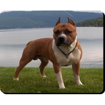 American Water Spaniel Dog Mousemat   15