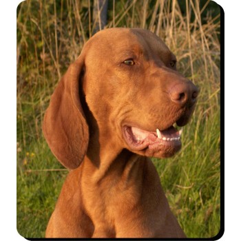 King Charles Spaniel (black & Brown) Dog Mousemat   151