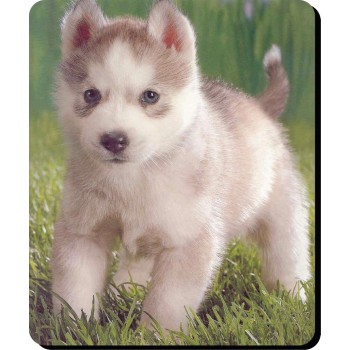 King Charles Spaniel (Tri Colour)  Dog Mousemat   153