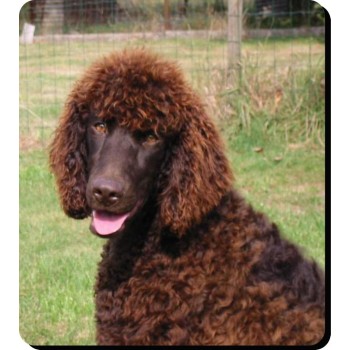 Labrador (Gold) Dog Mousemat   160