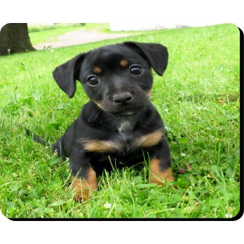 Maltese Terrier Dog Mousemat   167