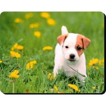 Miniature Bull terrier (BR & WT) Dog Mousemat   170