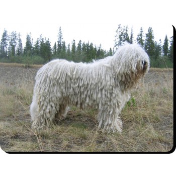 Norfolk Terrier Dog Mousemat   177