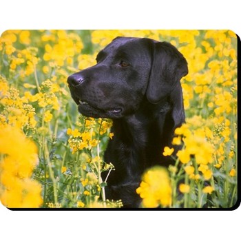 Norwich Terrier Dog Mousemat   179