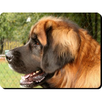 Patterdale Terrier (black) Dog Mousemat   184