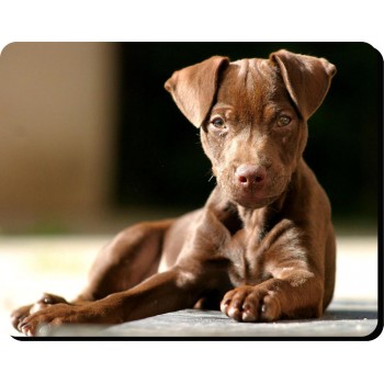 Red & white Setter Dog Mousemat   202