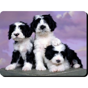 Welsh Springer Spaniel Dog Mousemat   251