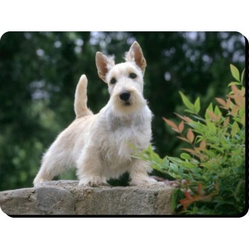 Yorkshire terrier (Ears) Dog Mousemat   259