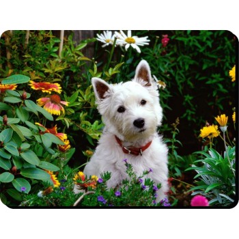 Yorkshire terrier (Mouth) Dog Mousemat   260