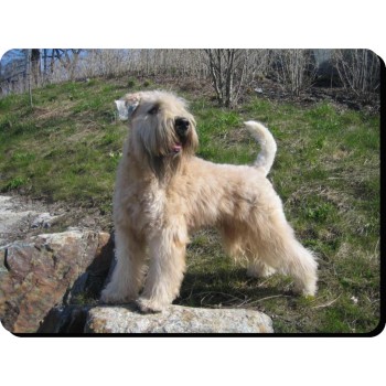 Yorkshire Terrier (Scruffy) Dog Mousemat   261