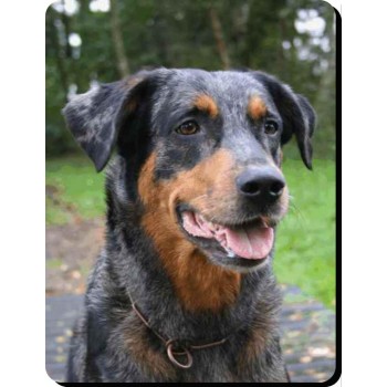 Border Collie Blue Merle  Dog Mousemat   34