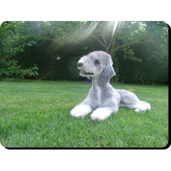 Border Terrier (head shot) Dog Mousemat   36