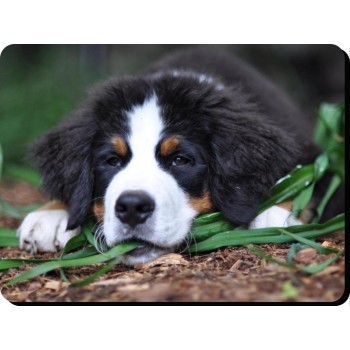Boston Terrier (standing up) Dog Mousemat   39
