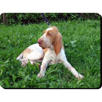 Cavalier King Charles Spaniel (BK & Tan) Dog Mousemat   57