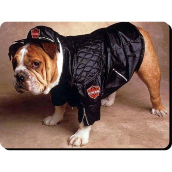 Chihuahua (Brown SH)  Dog Mousemat   62