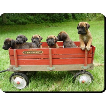 Chihuahua (WT & BK LH)  Dog Mousemat   65