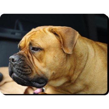 Chihuahua (WT & BR SH)  Dog Mousemat   66