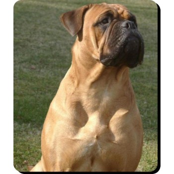 Chihuahua (WT & BR SH1)  Dog Mousemat   67
