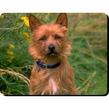 Chihuahua (White SH)  Dog Mousemat   68