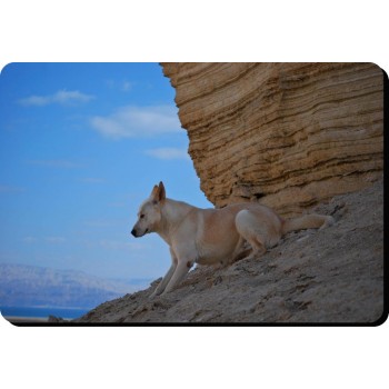 Chinese crested Powder puff  Dog Mousemat   70