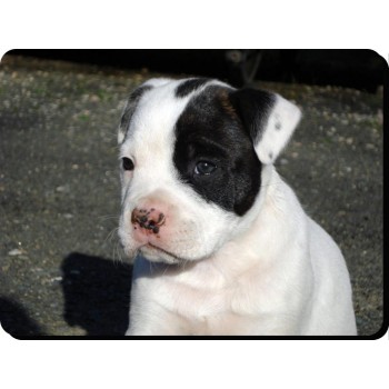 American Cocker Spaniel (Black coloured)  Dog Mousemat   8