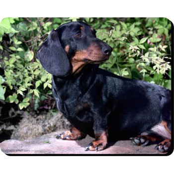 Doberman (brown dog)   Dog Mousemat   93
